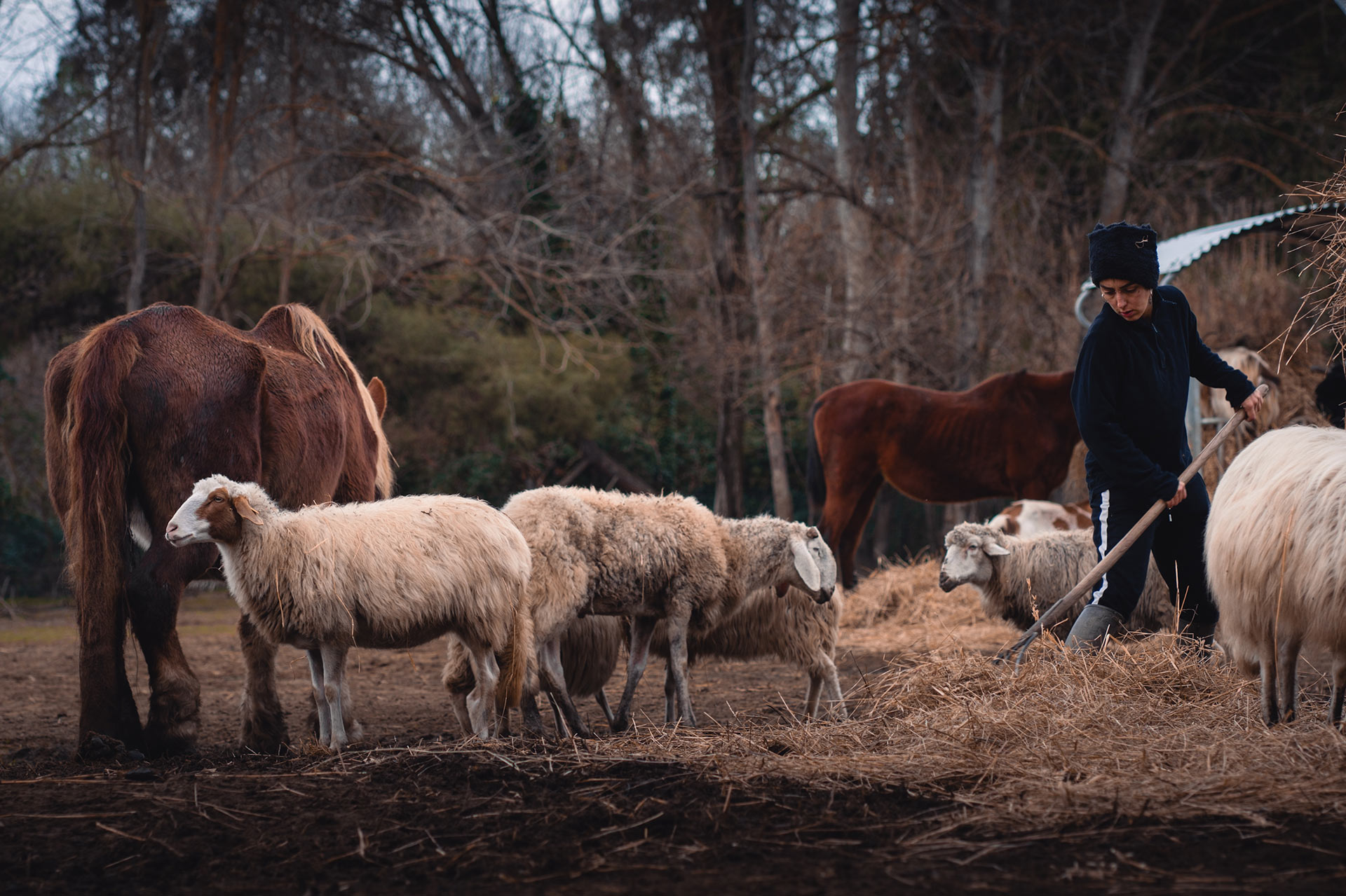 Woman working on a farm site with animals around her