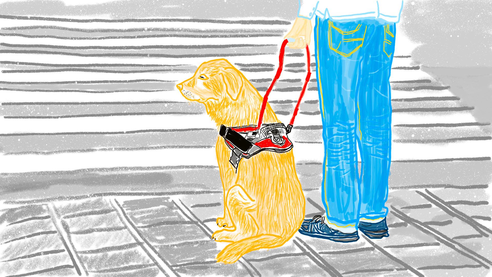 A landscape-oriented drawing of a yellow-coated guide dog and a blind person waiting side by side to cross a zebra crossing. The blind person is wearing blue jeans, dark blue shoes, and a white shirt. Only the lower half of the blind person’s body is shown, at the same height as the guide dog. The blind person is holding a harness handle attached to the guide dog, with their left hand.